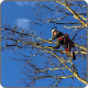 tree pruning